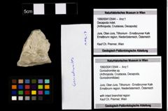 Foto (Objekt + Etiketten) von Goniodromites sp. 